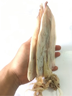 2 con mực lớn dày mình như hình
