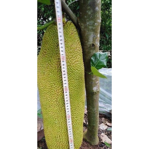 Giống Cây Mít Malai Trái Dài ( cây ghép cho trái sớm)