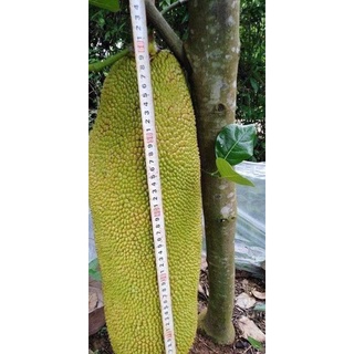 Giống Cây Mít Malai Trái Dài