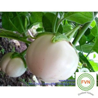 0.5g hạt giống cà pháo cao sản tốt ưu đãi trong ngày hạ giá tặng túi hạt hot hót lucky