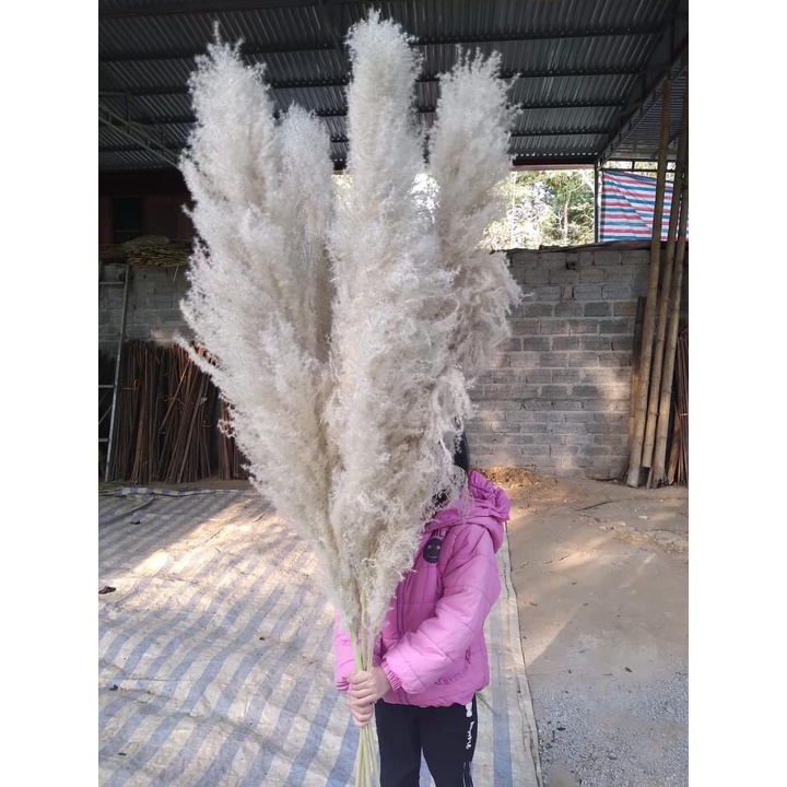 { loại lớn} Hoa trang trí cành lau decor nhà cửa, shop, lau xù màu tự nhiên 1 cành