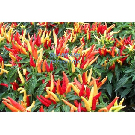 HẠT GIỐNG ỚT CHÙM F1