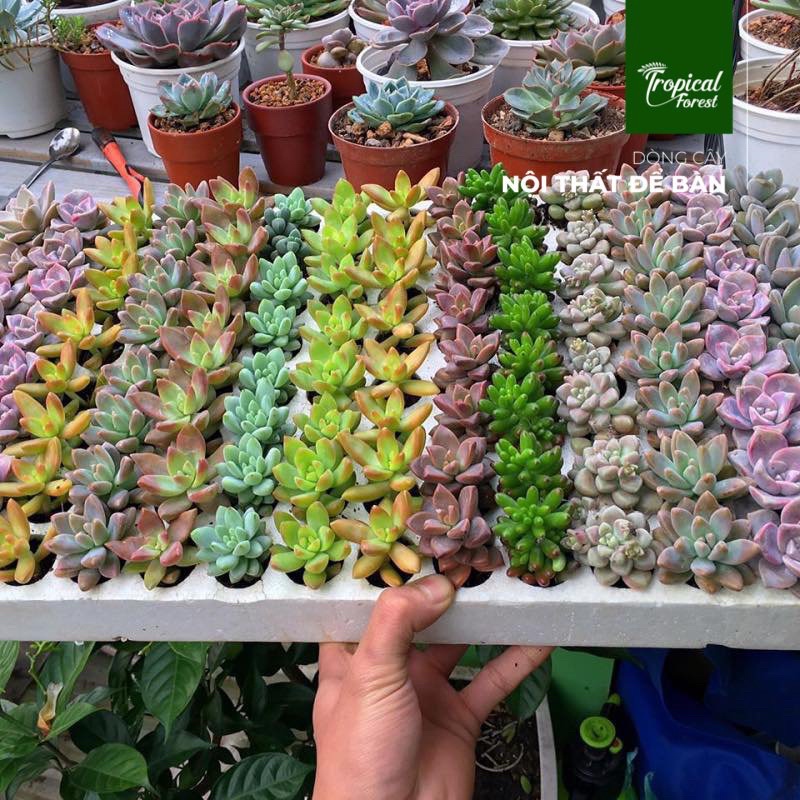 Combo sen đá vỉ TROPICAL FOREST