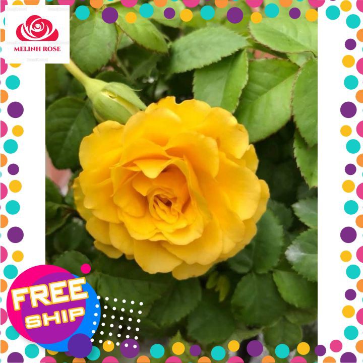 Hoa hồng ngoại Shell – Vẻ đẹp hấp dẫn trong những cánh hoa vàng rực rỡ-Vườn Hoa Melinhrose
