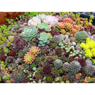 HẠT SEN ĐÁ NHIỀU MÀU - GÓI 10 HẠT