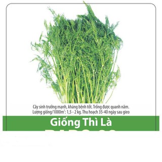 Hạt giống rau thì là 5gr dễ trồng, năng suất cao