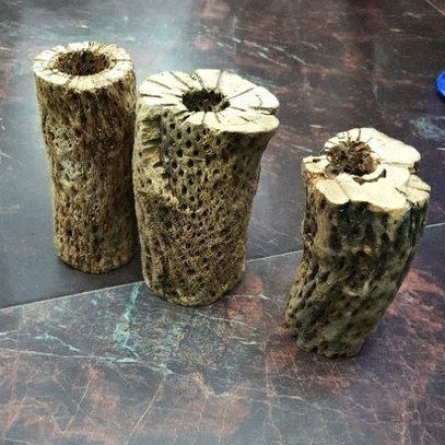 LŨA TEDDY BEAR CHOLLA  SIZE CỰC TO- LŨA XƯƠNG RỒNG - ĐỒ CHƠI TÉP KIỂNG - DÁN RÁY. BUCEP. RÊU