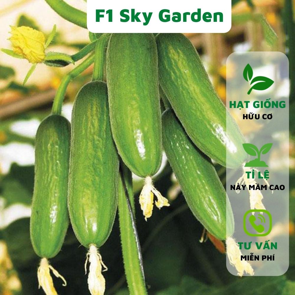 Hạt giống dưa chuột chùm siêu trái F1 Sky Garden 10 hạt, dễ trồng, tỉ lệ nảy mầm cao