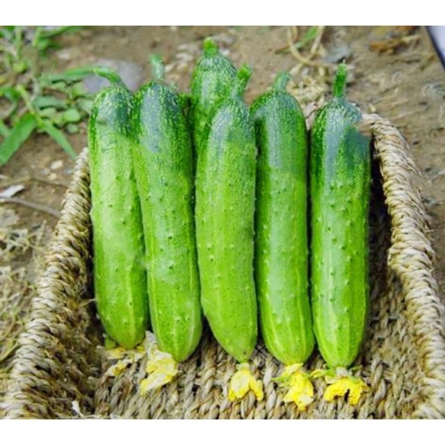 Hạt giống Dưa Chuột Nếp