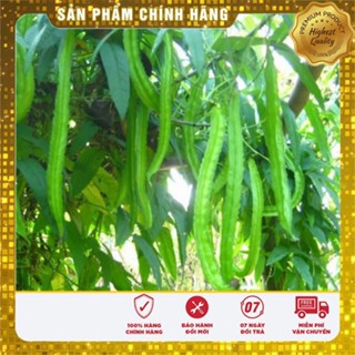 COMBO 10 gói hạt giống đậu rồng (đậu khế) TẶNG 1 phân bón