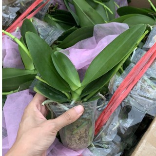 Lan hồ điệp combo 5 cây đại,tiểu,cây giống chất lượng cao