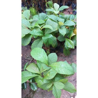 Cây giá tỵ, (cây tech) cao từ 70cm