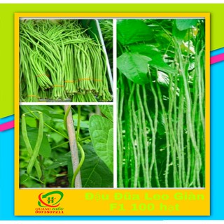 Hạt Giống Đậu Đũa Leo Giàn F1 100 Hạt