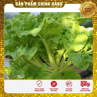 Hạt giống cải bẹ vàng Hà Giang