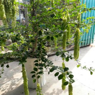 Cây 🌲 Huyền Chân Công chúa đang hoa