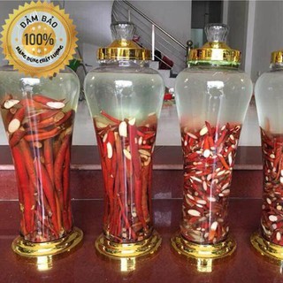 Sâm cau đỏ - Rừng Tây bắc