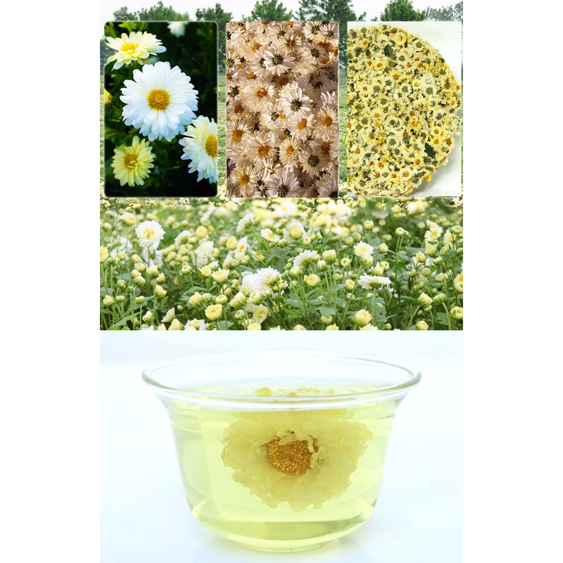 Hoa Cúc Trắng Sấy Khô Nấu Nước Mát (Dạng Bánh) Thanh Nhiệt Mùa Hè