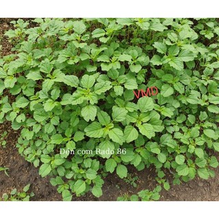 Hạt giống Rau Dền Cơm