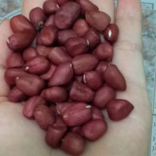 Lạc đỏ đặc sản tây bắc