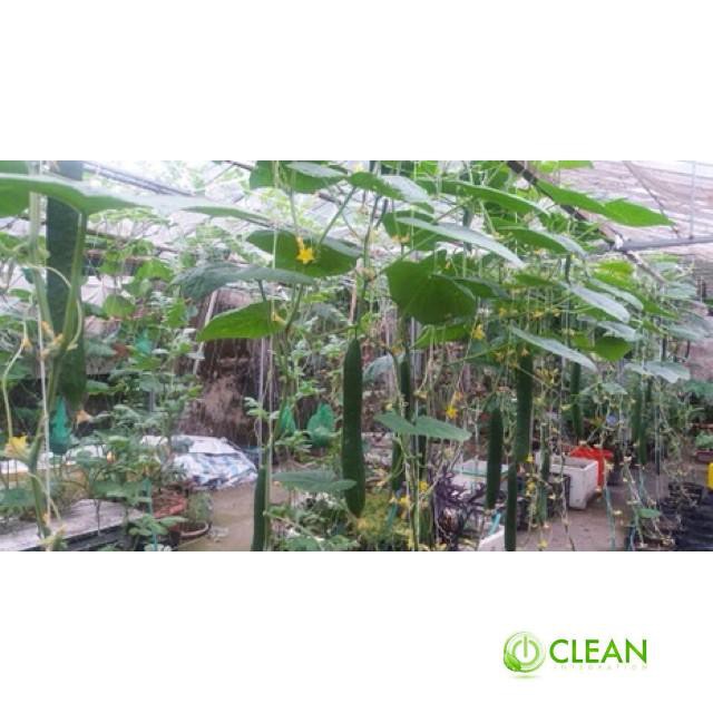 🍀HẠT GIỐNG DƯA CHUỘT KIẾM🍀 DƯA LEO NHẬT NẢY MẦM TRÊN 90%