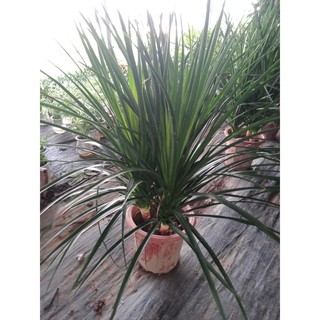 cây phát tài núi