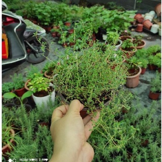 Hạt giống Cỏ Xạ Hương(Thyme)