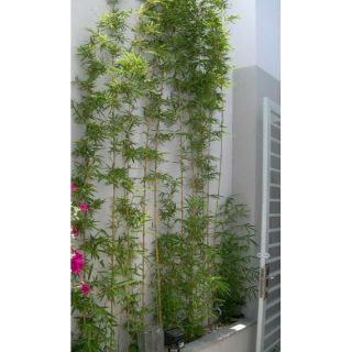 Cây Trúc Quân Tử ( 1 chậu 3 cây  cao 1m6)