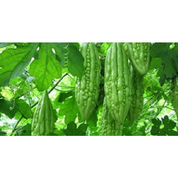 Hạt_Giống_Mướp_Đắng_Xanh 10 hạt ( tặng kèm kích mầm và phân bón )