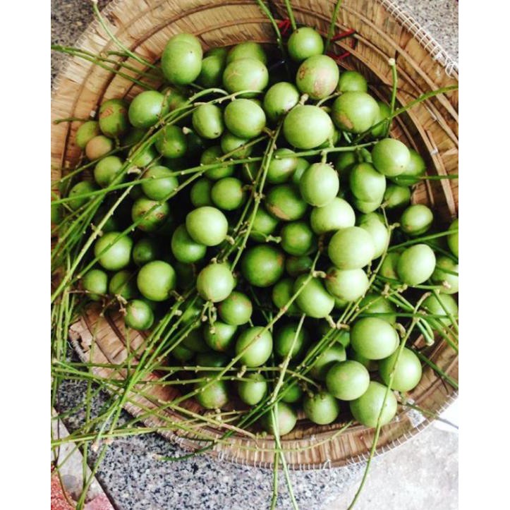 Cây giống dâu da xanh trái tròn