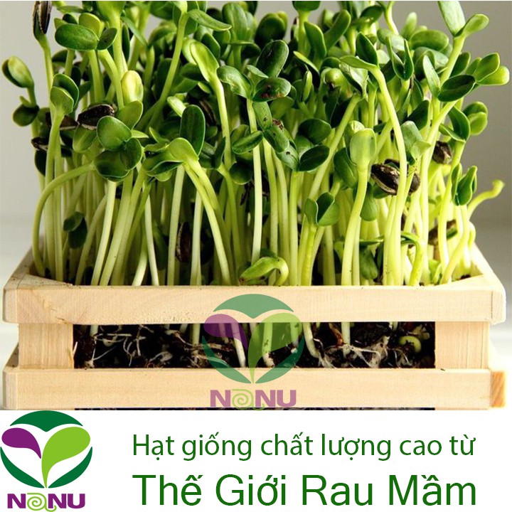 Hạt giống rau mầm Hướng Dương (1Kg)_ Thế Giới Rau Mầm_thegioiraumam.com