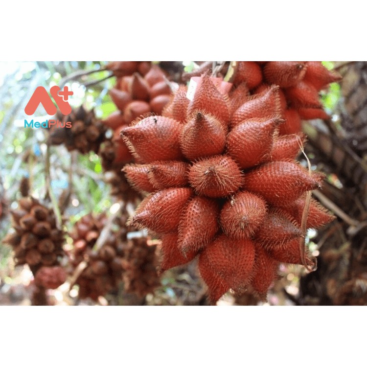 CÂY GIỐNG MÂY THÁI,SIÊU QUẢ SIÊU NGON, SIÊU KINH TẾ - SIÊU RẺ