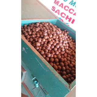 Hạt mac ca daklak