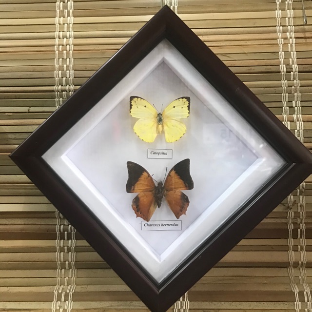 Tranh Tiêu Bản Bướm