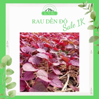 Hạt giống rau dền đỏ rado 15 rạng đông i ba tri nhỏ