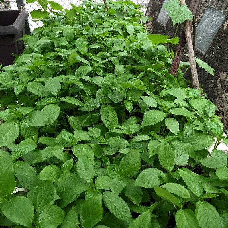 KIN KIN BUL 72 WP gói 45 gram - Chế Phẩm KINKINBUL, KIN-KIN BUL Trừ thối nhũn, rỉ sắt, thán thư, sương mai