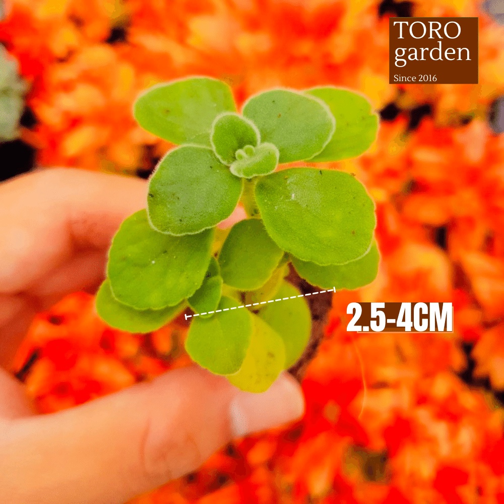 Sen đá nhất mạt hương Đà Lạt size mini cây cảnh trang trí nhà cửa Toro garden