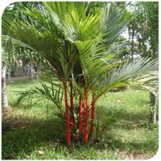 Cây cao đỏ phong thủy