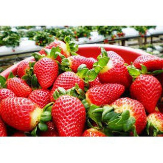 Hạt Giống Dâu Tây ETNA Đỏ Siêu Trái, Thơm Ngọt Gói 10 hạt