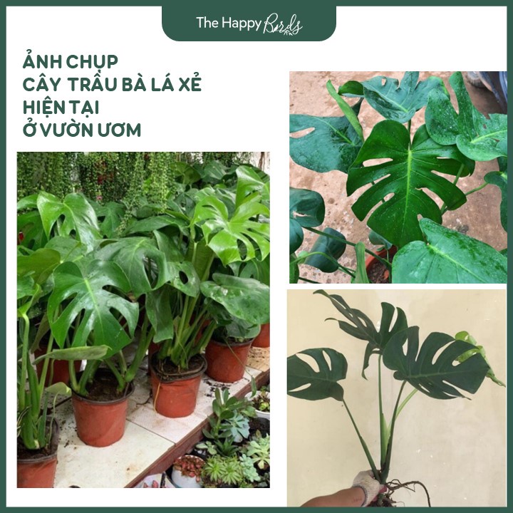 Trầu bà lá xẻ monstera deli Nam Mỹ thân cao 25-35 cm cây nội thất trồng trong nhà ship hỏa tốc Hà Nội - The Happy Birds