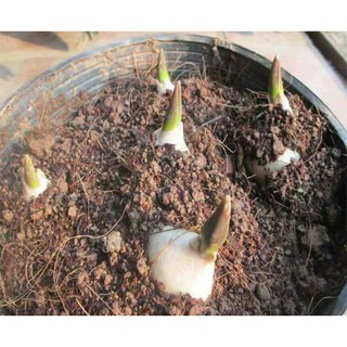 Set 10 củ Hoa Tulip Hà Lan Loại 1 – Nảy Mầm Nhanh, Trồng Tết Rực Rỡ! 🌷