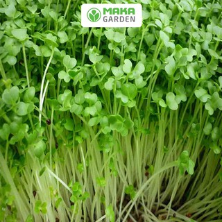 Hạt giống Rau Mầm Củ Cải Trắng  Rado 01- Gói  50Gr-100Gr - Dễ Trồng, Nhanh Thu Hoạch