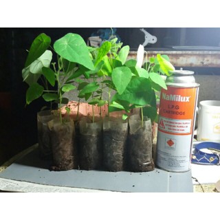 4 cây giống Sương Sâm lông/Hạt giống