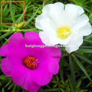 100H - HẠT GIỐNG HOA MƯỜI GIỜ MỸ CÁNH ĐƠN Hạt Giống Nông Trại Xanh