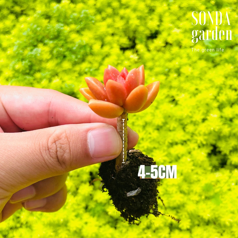 Sen đá đá nâu cổ thụ SONDA garden 15 cây size mini full nắng mưa, cây cảnh trang trí nhà cửa, lỗi 1 đổi 1