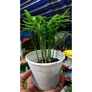 Cây cau tiểu trâm