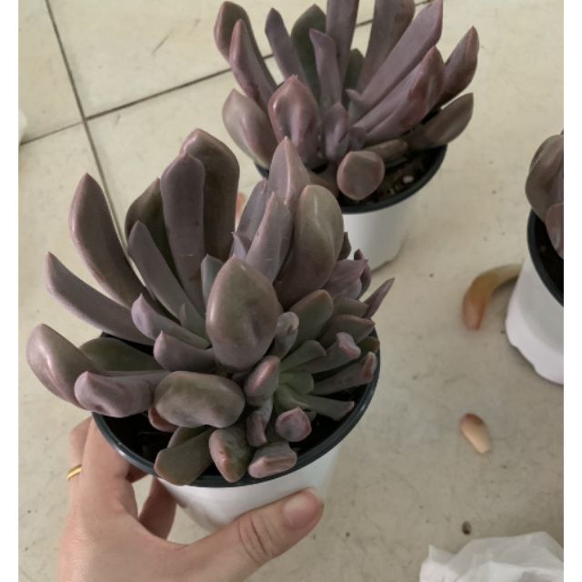 Sen đá cúc tím size 14cm