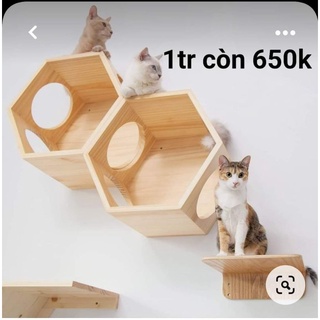 Cattre tường cho mèo mẫu mới đẹp