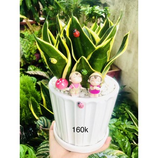 Chậu tiểu cảnh lưỡi hổ thái