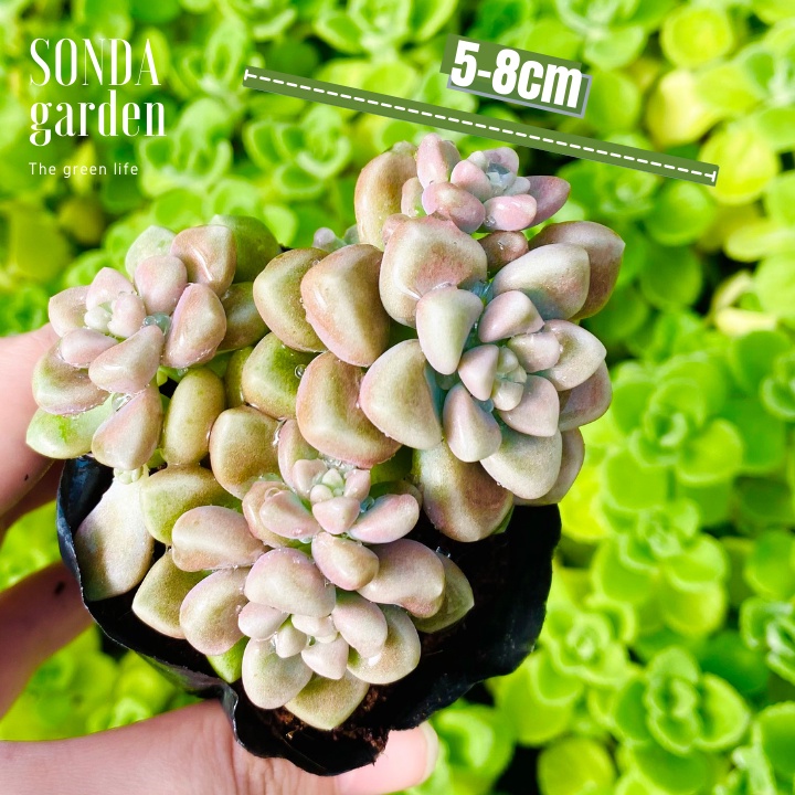 Sen đá kim tuyến SONDA GARDEN size bé 5-8cm, xuất xứ Đà Lạt, khoẻ đẹp, lỗi 1 đổi 1