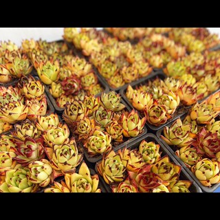 Sen đá đế vương 140.000₫ /1 khay